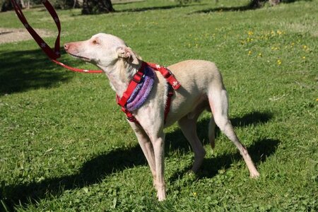 Adopter Lukas
