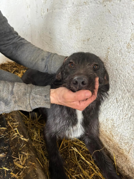 Adopter Luline