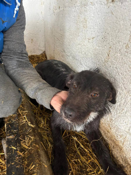 Adopter Luline