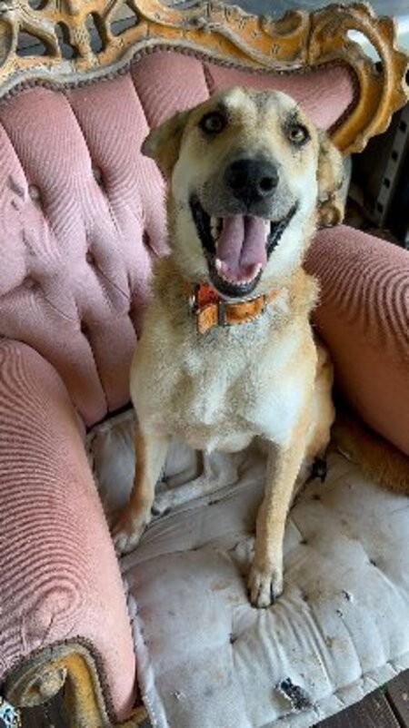 Adopter Lulune