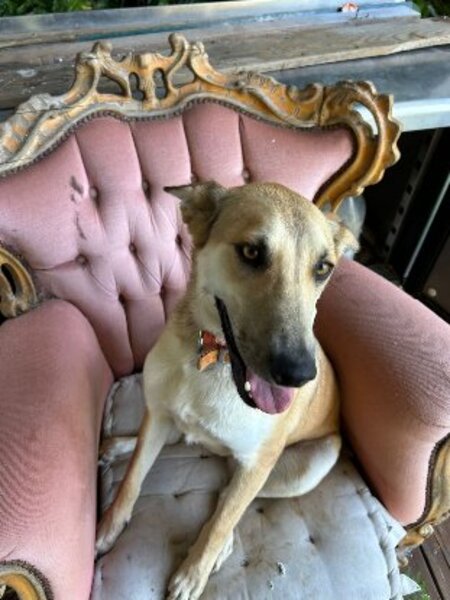 Adopter Lulune