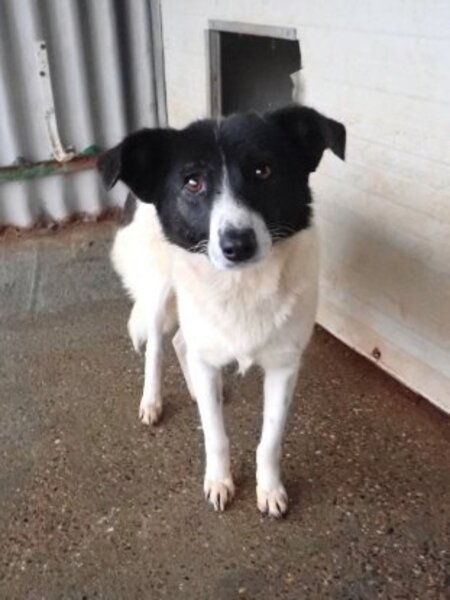 Adopter Luma