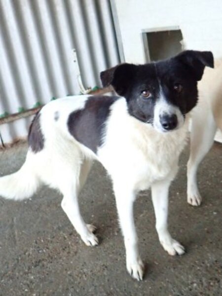 Adopter Luma