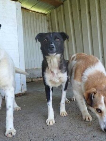 Adopter Luna