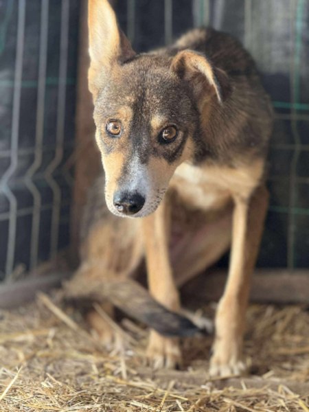 Adopter Lupa