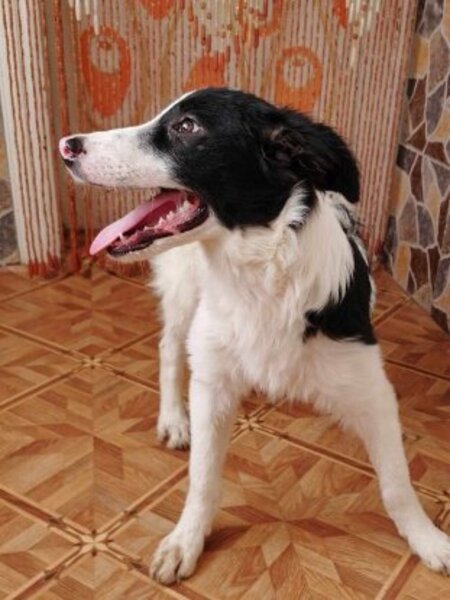 Adopter Lush