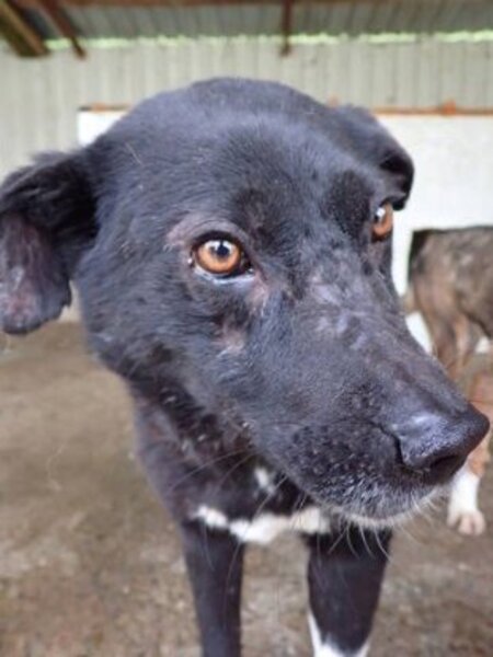 Adopter Lusitania