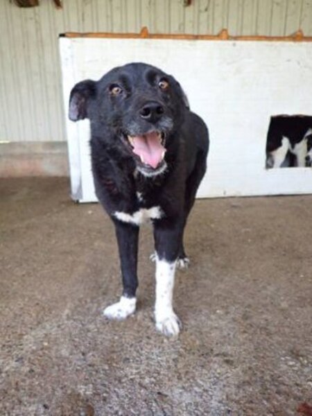 Adopter Lusitania