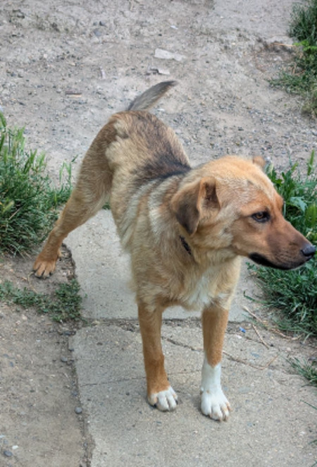 Adopter Lyla