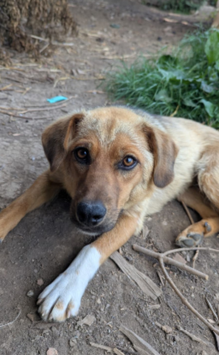 Adopter Lyla