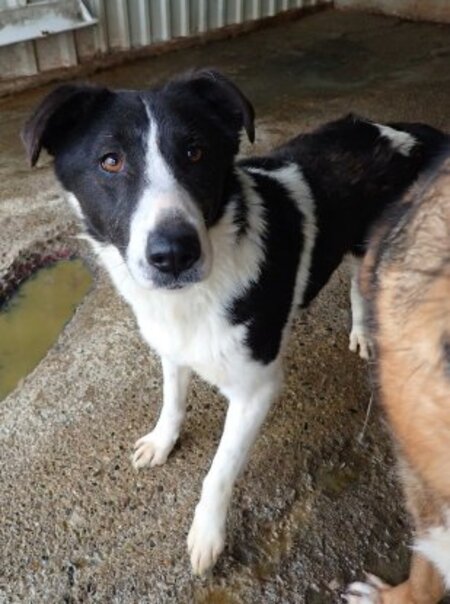 Adopter Lyly