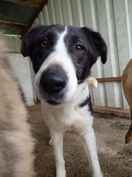 Adopter Lyly