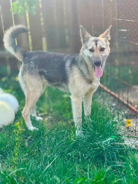 Adopter Lynx