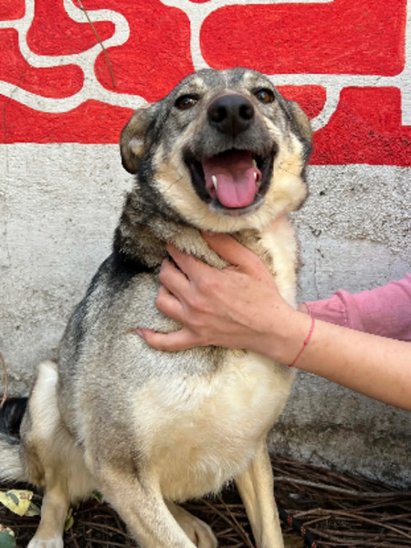 Adopter Maeve