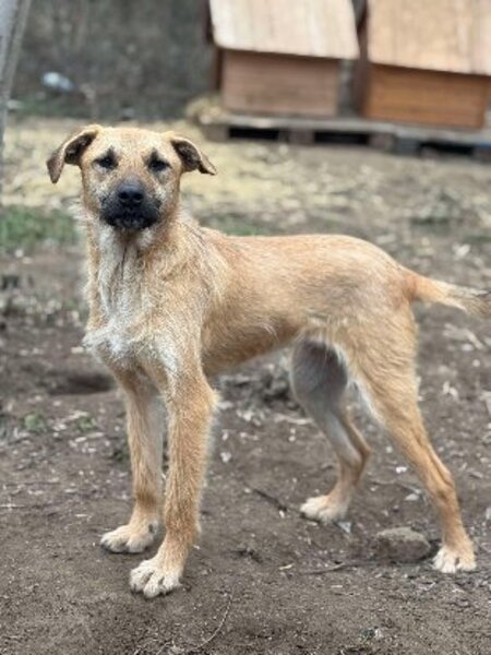 Adopter Maggee