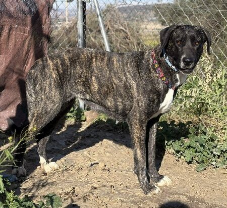 Adopter Maggie