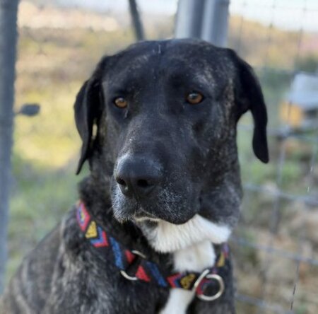 Adopter Maggie
