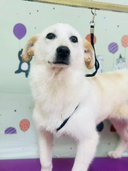 Adopter Maggie