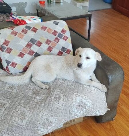 Adopter Maggie