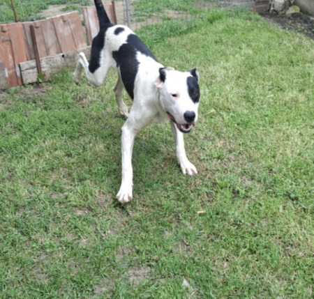 Adopter Magic