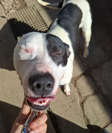 Adopter Magic
