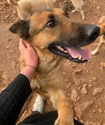 Adopter Magic
