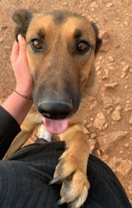 Adopter Magic