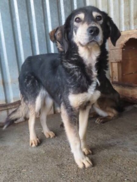 Adopter Magica