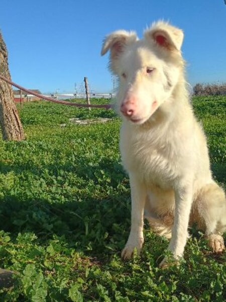 Adopter Mago