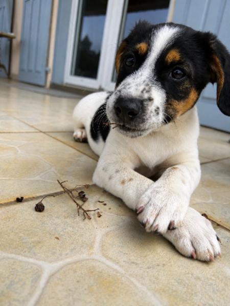 Adopter Maïlo