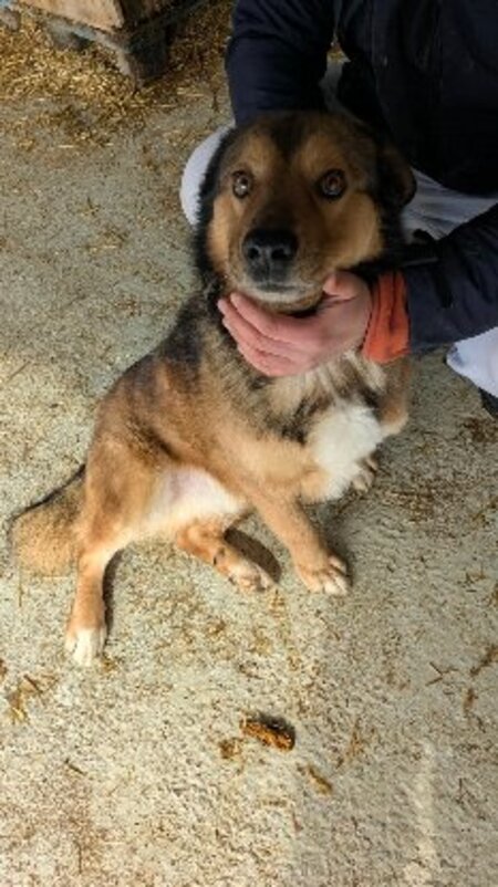 Adopter Mailow