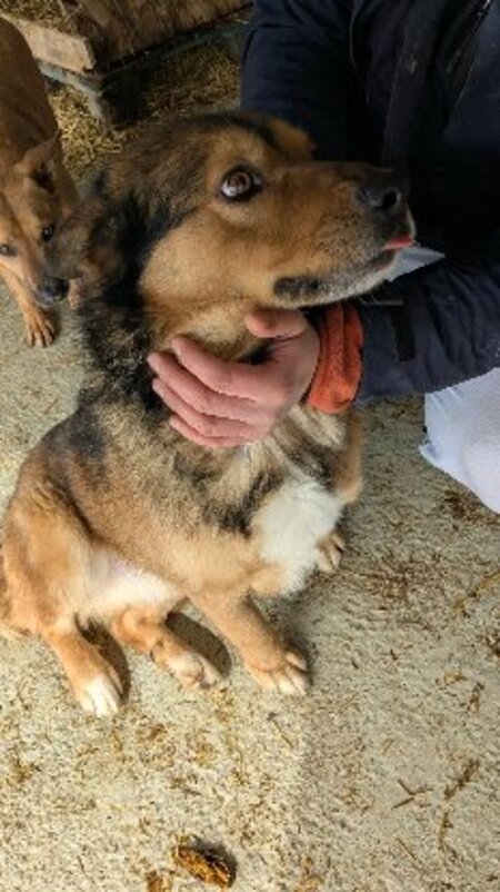 Adopter Mailow