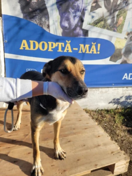 Adopter Malcolm