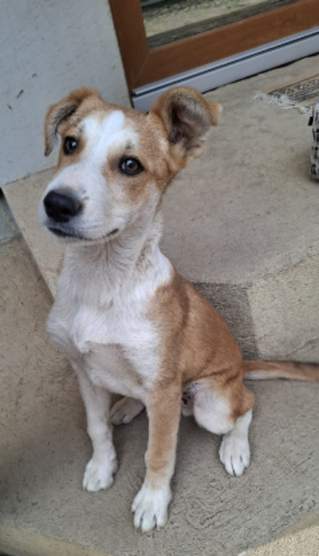 Adopter Malik