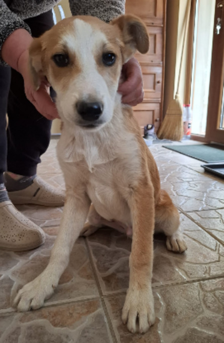Adopter Malik