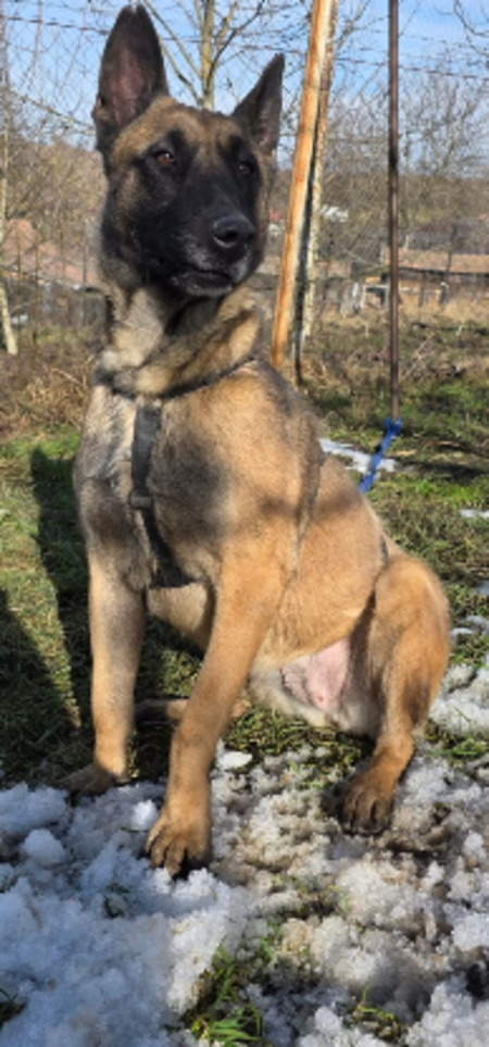 Adopter Malika