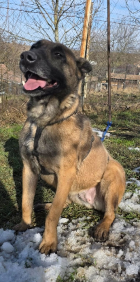 Adopter Malika