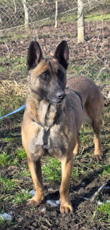 Adopter Malika