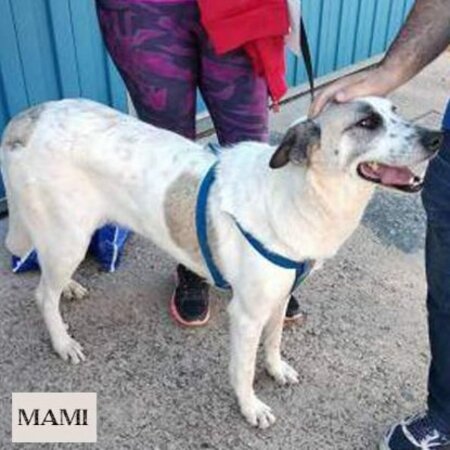 Adopter Mami