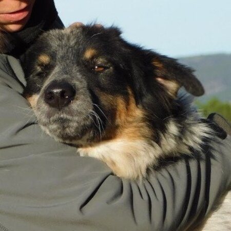 Adopter Manchas