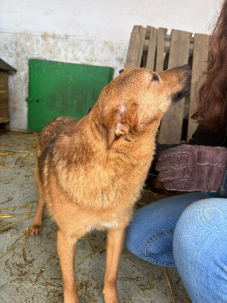 Adopter Mandoline
