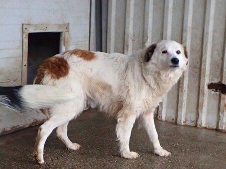 Adopter Mandragore