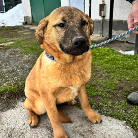 Adopter Manify