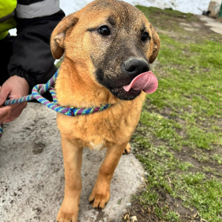 Adopter Manify