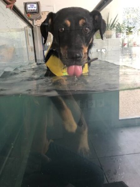 Adopter Manou