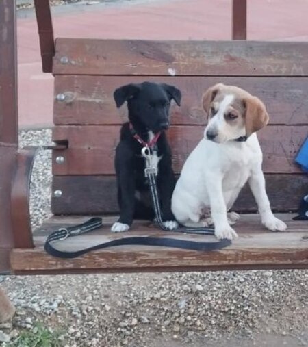Adopter Mansha