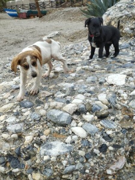 Adopter Mansha
