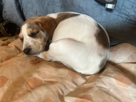 Adopter Mansha