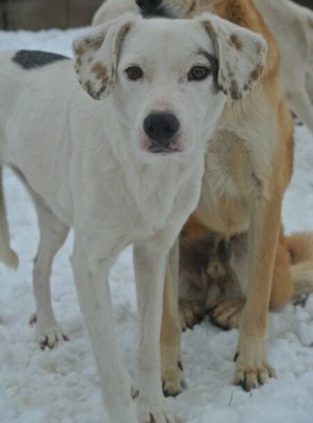 Adopter Mappy