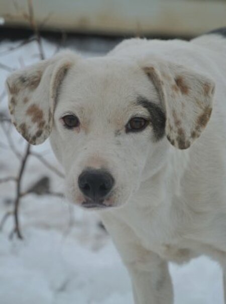 Adopter Mappy